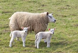 Gîte Le Bercail des 3 Sources